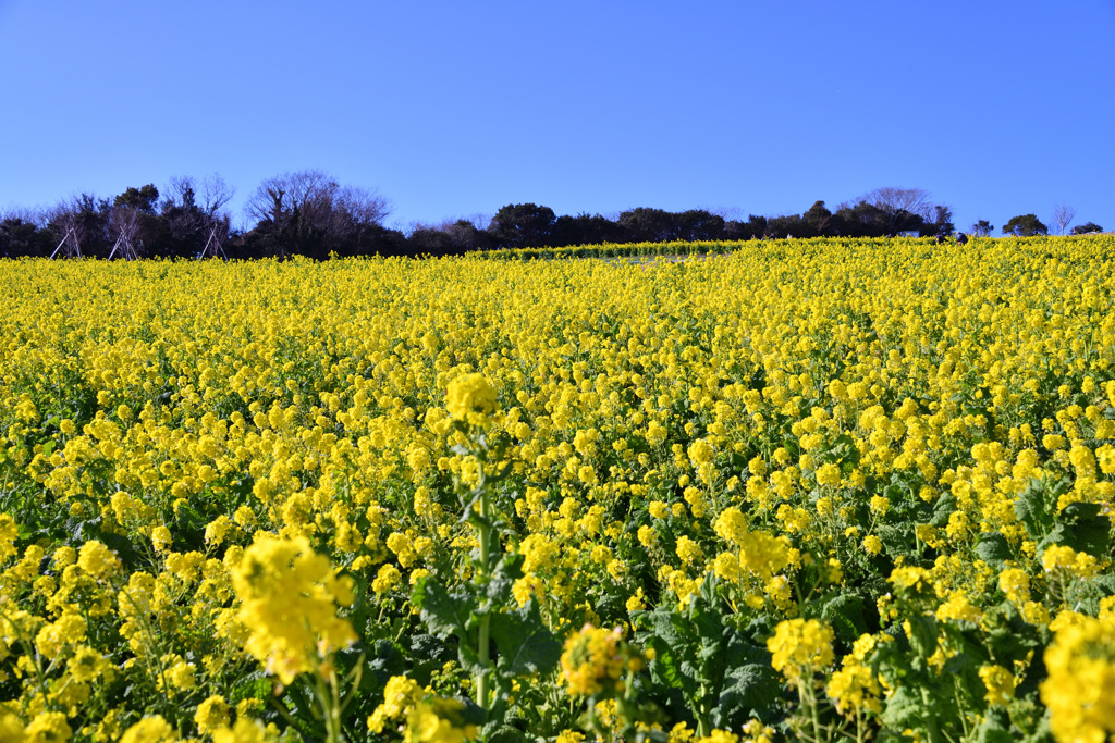 あわじ花さじき