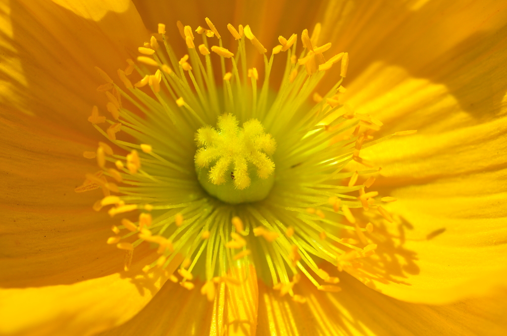 あわじ花さじき（参）