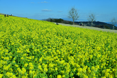 あわじ花さじき