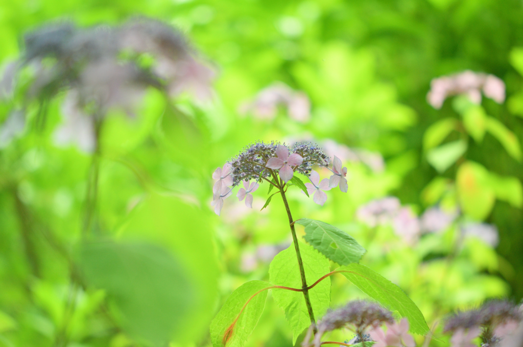 神戸市立森林植物園