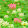 ゆめさき蓮の花苑
