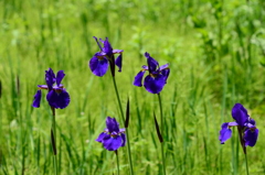 播州山崎花菖蒲園