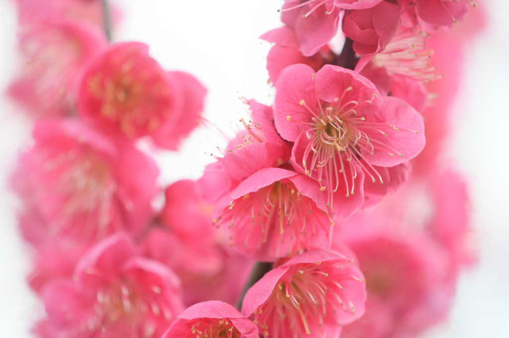神崎梅園（岡山県）
