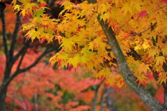 大本山永平寺御直末五鈷山光明寺