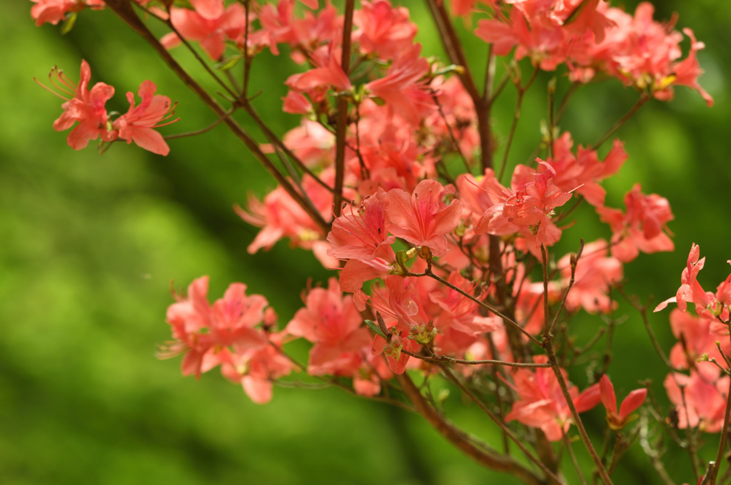神戸市立森林植物園