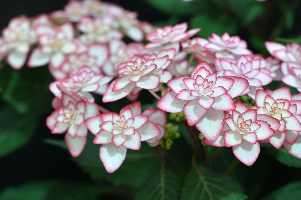 紫陽花日記１１