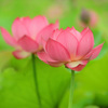 ゆめさき蓮の花苑