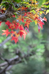 大谷山伽耶院（弐）