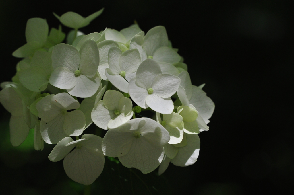 神戸市立森林植物園