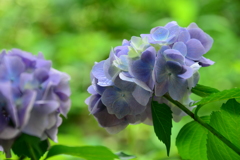 神戸市立森林植物園