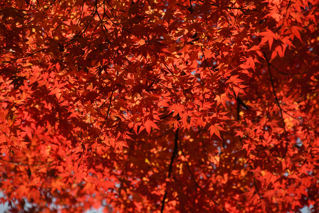 大谷山伽耶院