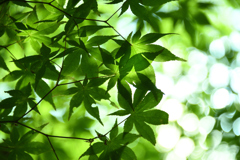 栢谷山西林寺