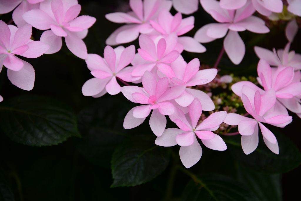 手柄山温室植物園（参）