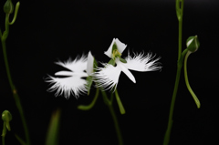 手柄山温室植物園