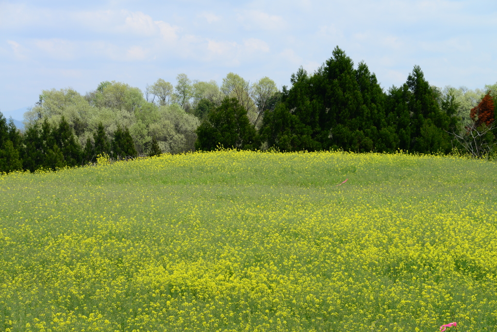 奈義町（岡山県）の菜の花畑（六）