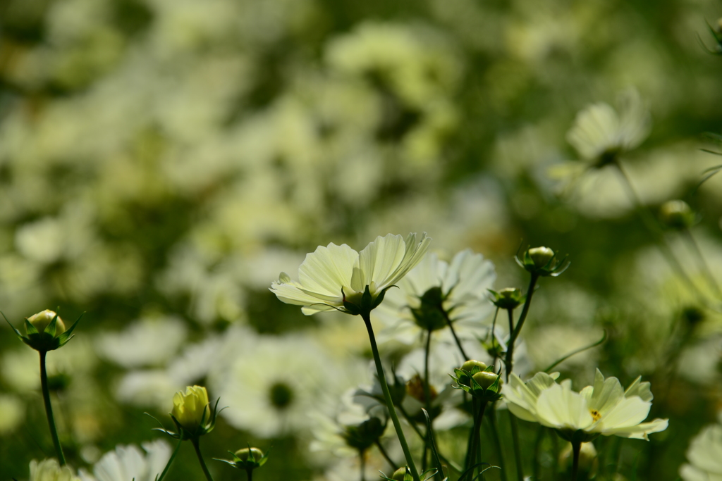 あわじ花さじき