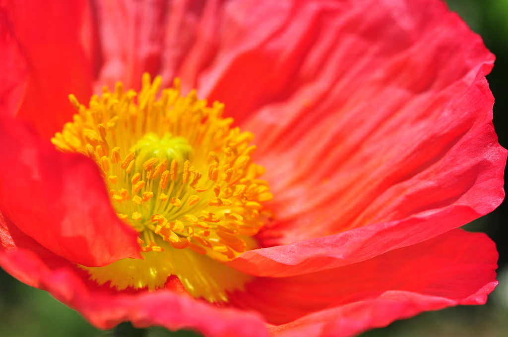 あわじ花さじき（壱）