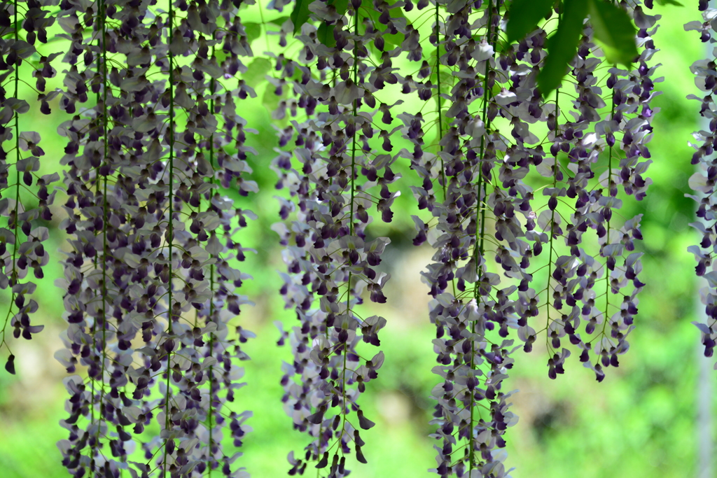 白井大町藤公園