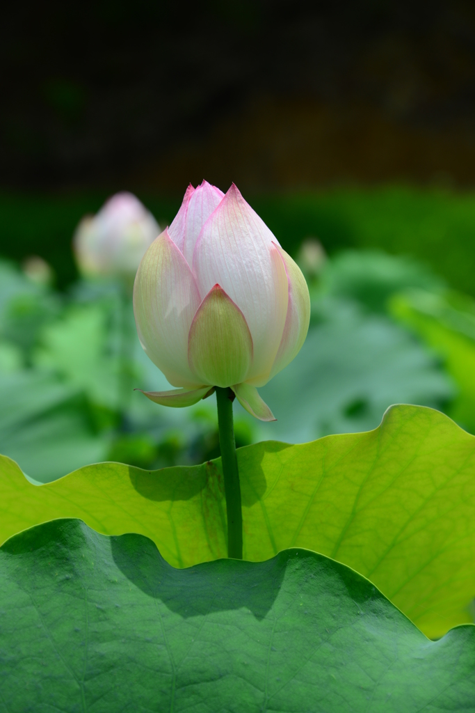 別墅山善祥寺（参）