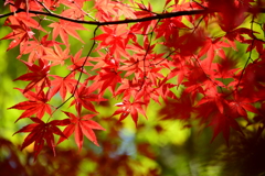 大本山永平寺御直末五鈷山光明寺