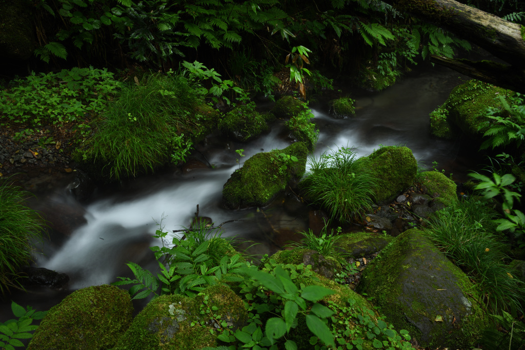 奥大山木谷沢渓流