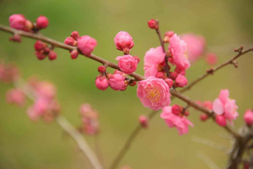 曽根天満宮