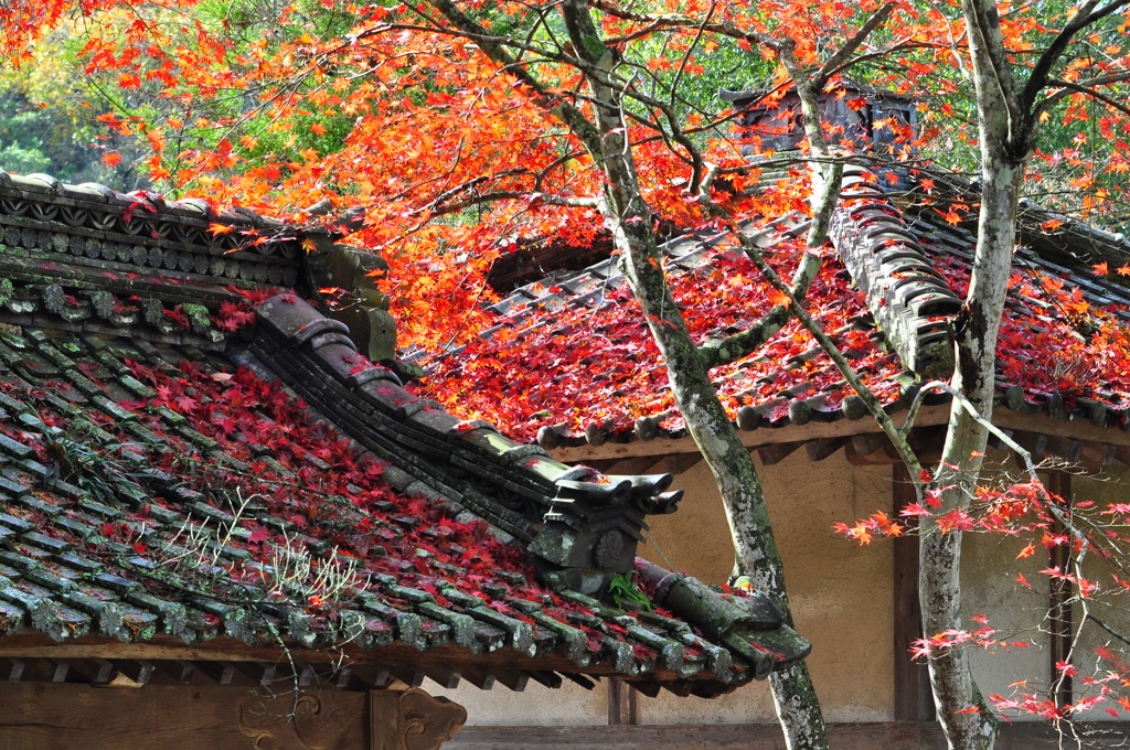 大本山永平寺御直末五鈷山光明寺