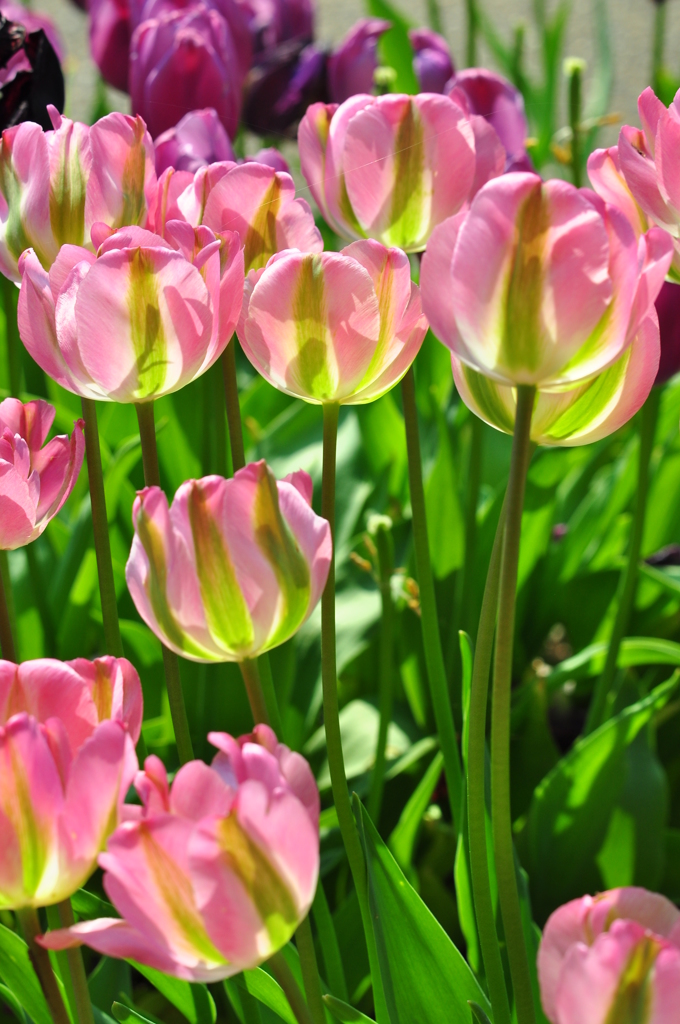兵庫県立フラワーセンター