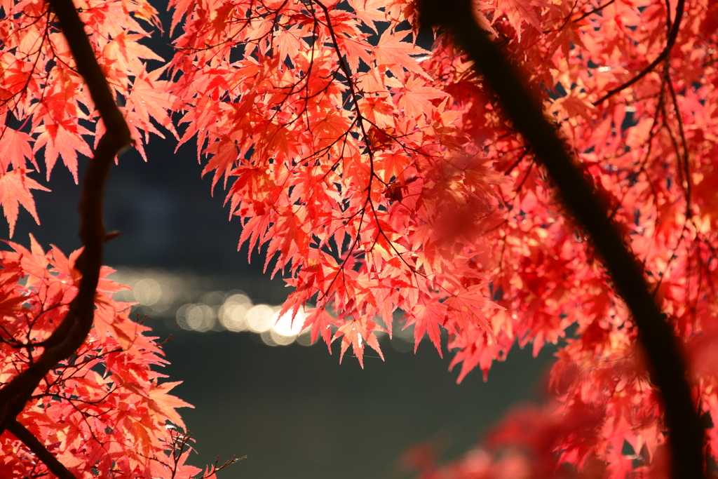 再度公園（壱拾）