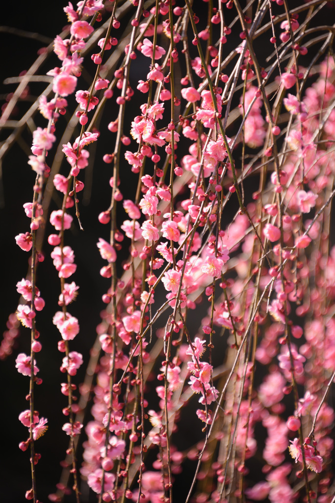 梅の里公園