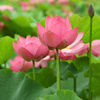 ゆめさき蓮の花苑