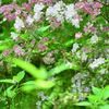 神戸市立森林植物園