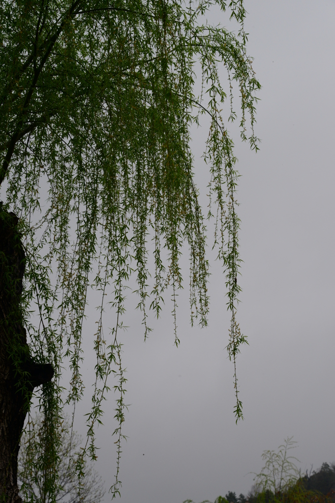 兵庫県立フラワーセンター