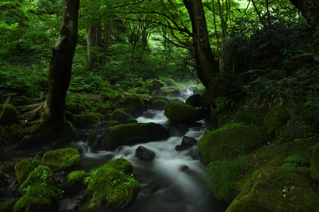 奥大山木谷沢渓流