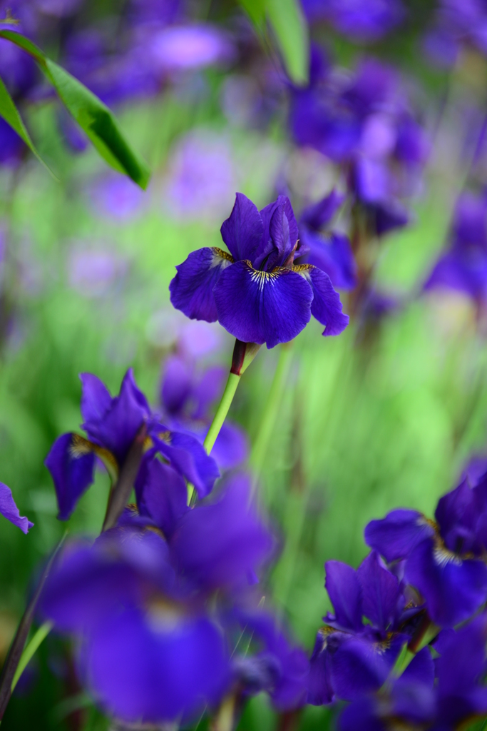 播州山崎花菖蒲園