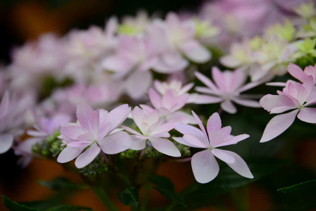 兵庫県立フラワーセンター