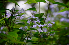 六甲高山植物園