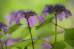 神戸市立森林植物園