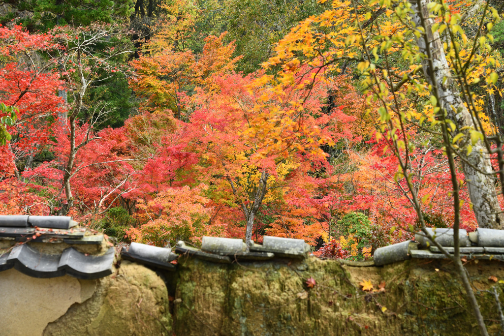 大本山永平寺御直末　五鈷山光明寺