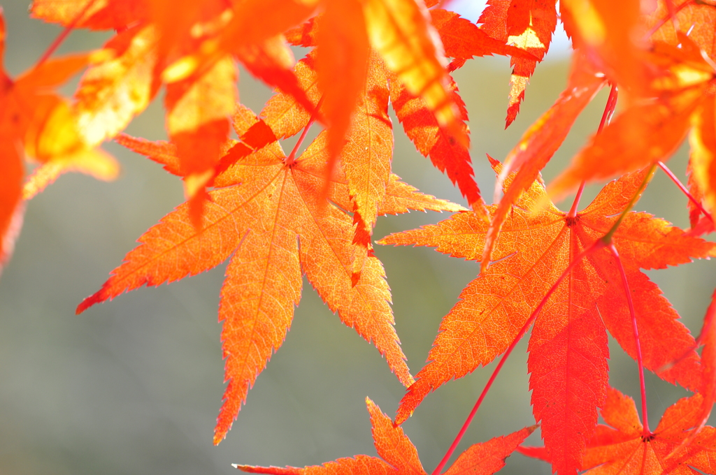 龍野公園紅葉谷（壱）