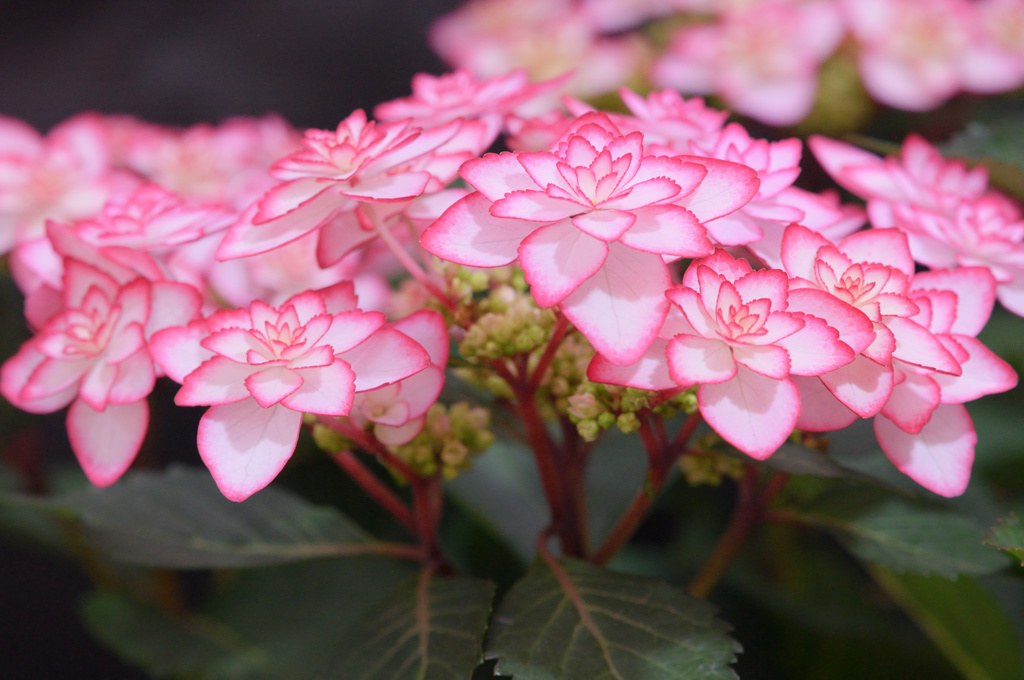 紫陽花日記１０
