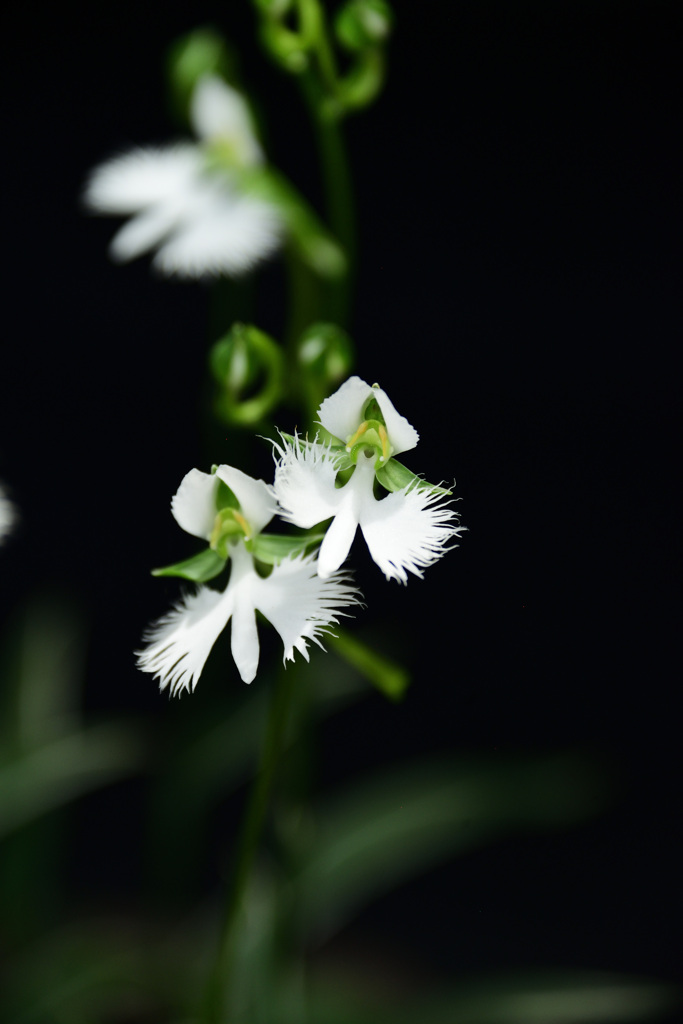 手柄山温室植物園