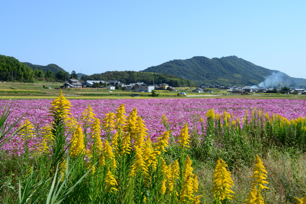 志方町のコスモス畑（壱）