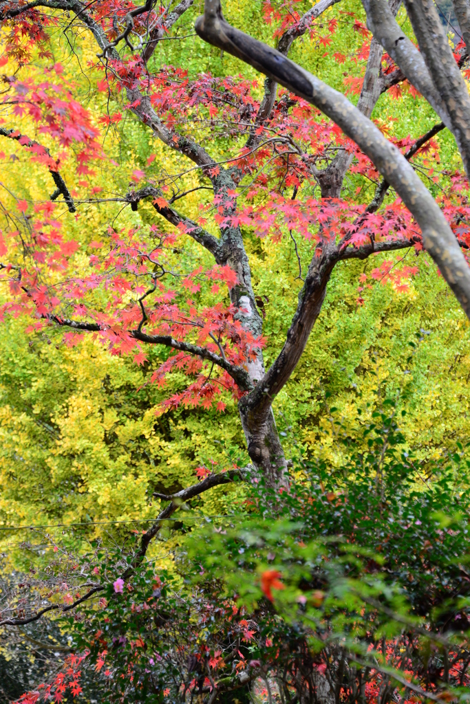 竹林山常勝時