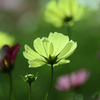 あわじ花さじき