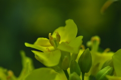 奈義町（岡山県）の菜の花畑（参）