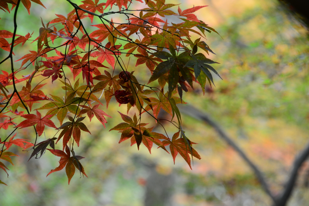 瑞宝寺公園