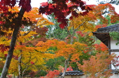 大本山永平寺御直末五鈷山光明寺