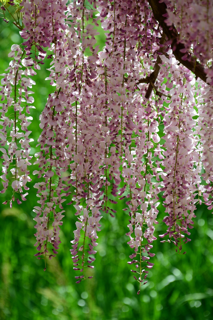 白井大町藤公園