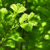 あわじ花さじき